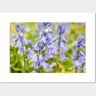 Woodland Bluebells Posters and Art